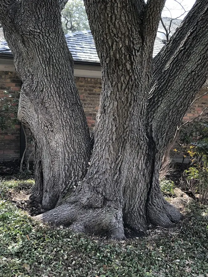 Mature heritage tree close to a Landenberg property cared for by certified arborists